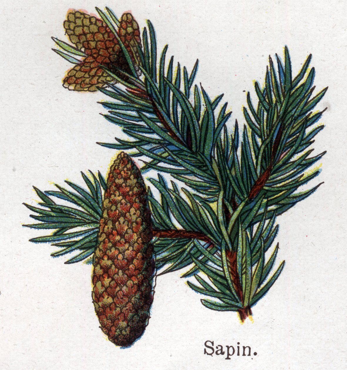 薬用・食用の植物：モミ。フリードリヒ・エドゥアルド・ビルツ（1842-1922）の「La medication naturelle」に掲載されている図版 作： 無名の画家