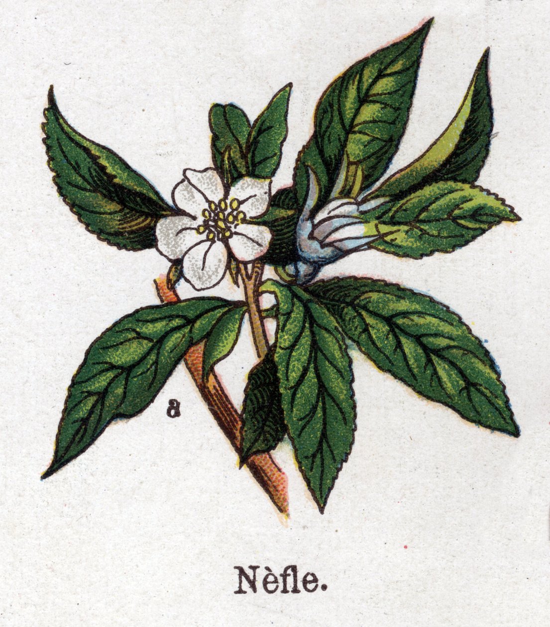 薬用・食用植物：ネフレ。フリードリヒ・エドゥアルド・ビルツ（1842-1922）の「La medication naturelle」に掲載されている図版 作： 無名の画家