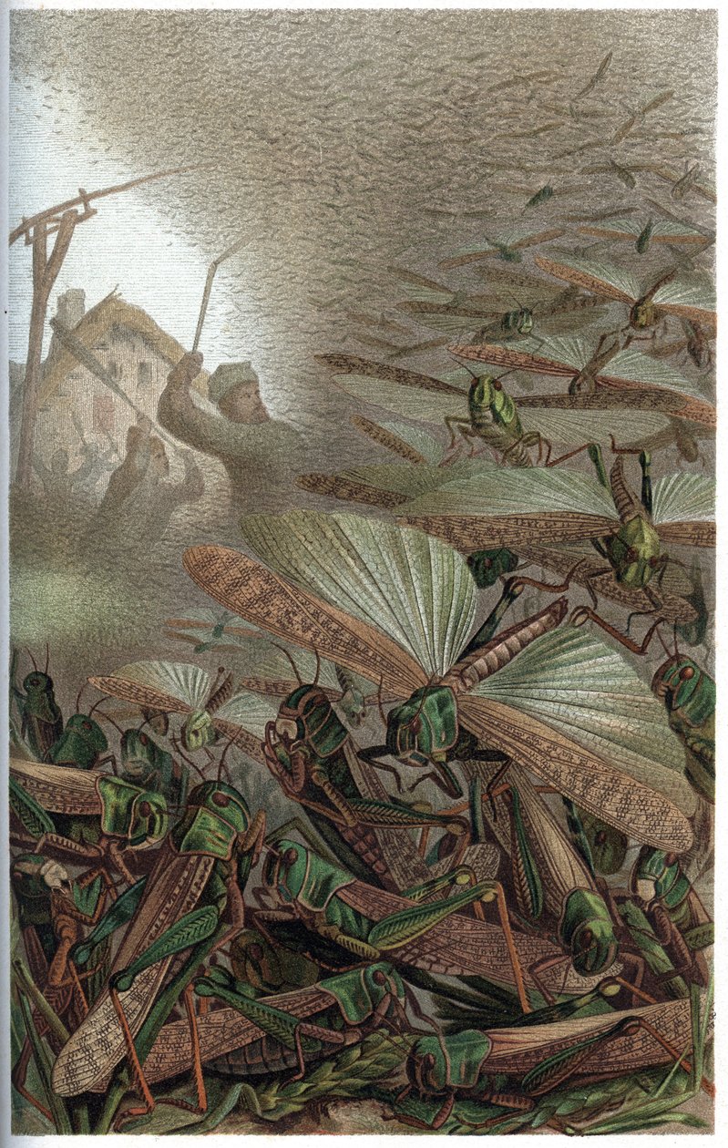 渡り鳥 - 渡り鳥（Locust migratoria） - Alfred Edmund Brehm (1829-1884)の「Brehm
