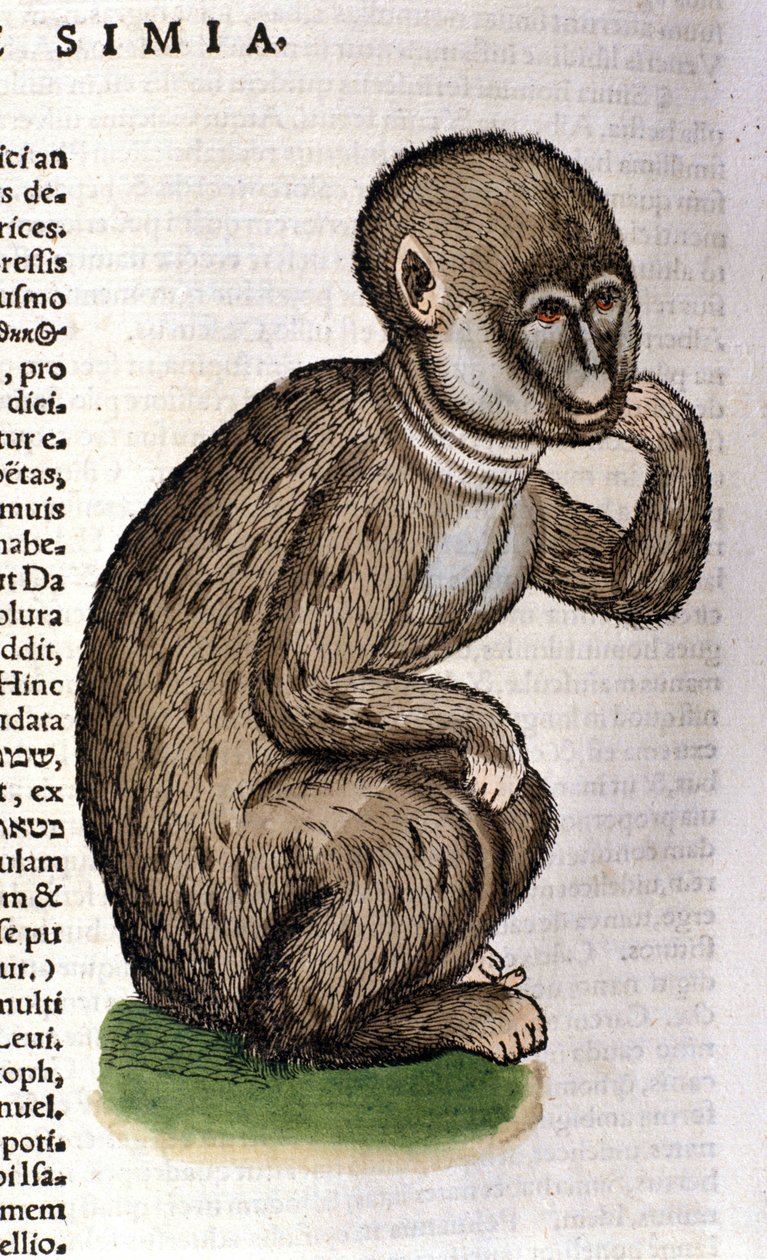 コンラッド・ゲスナーの『Historia Animalium』の後の猿、ティグリ1560年。Braidense国立図書館。ミラノ 作： 無名の画家