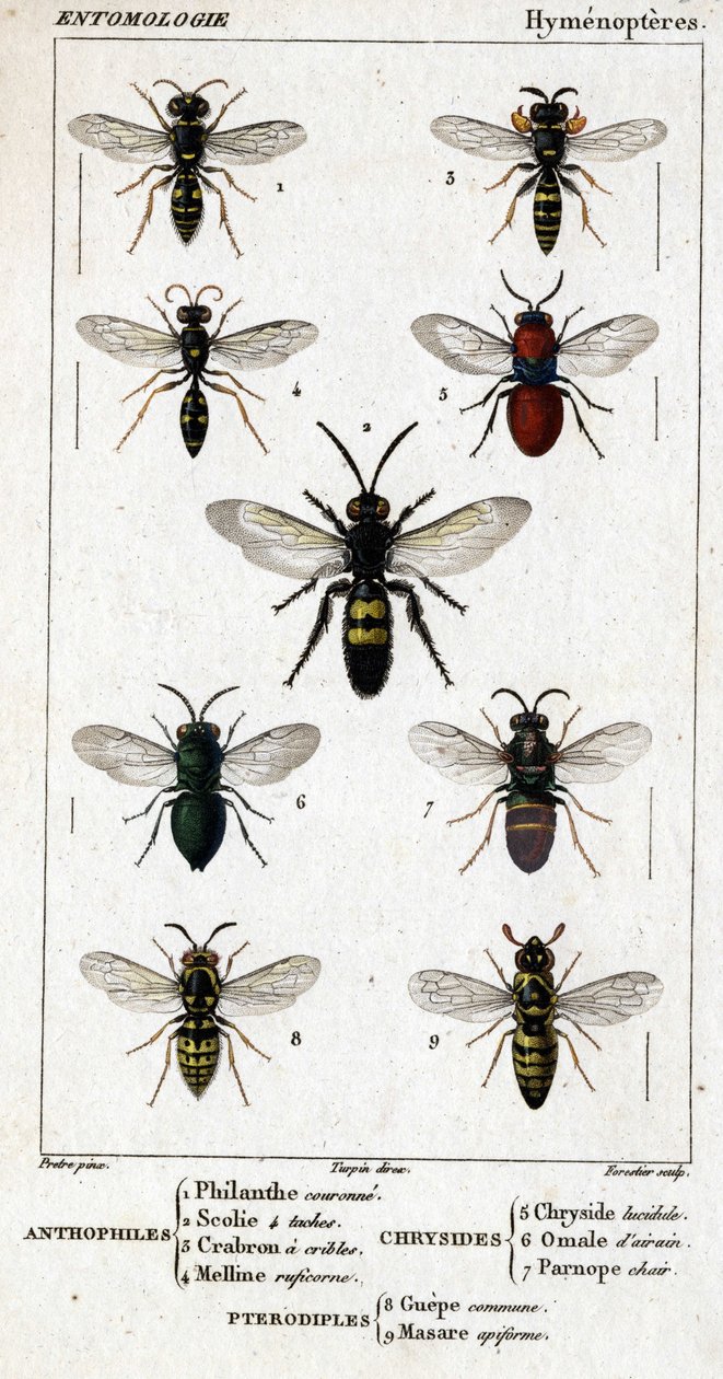 Naturgeschichtstafel. Entomologie. Hymenopterenfamilie. Anthophilen: 1. Philanthus coronatus; 2. Scolia quadripunctata; 3. Crabro scutellatus; 4. Mellinus ruficornis. Chrysiden: 5. Chrysis lucida; 6. Omalus aeneus; 7. Parnopes grandior. Pteromaliden: 8. Pt von Unknown artist