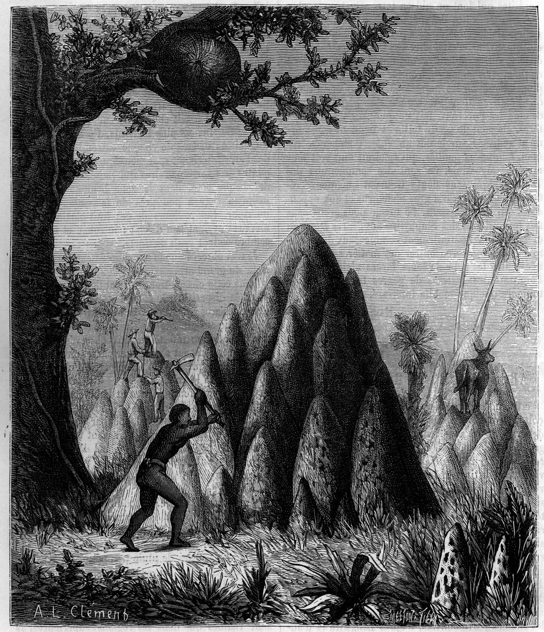 アフリカの「戦争するシロアリ」と「木のシロアリ」の巣。1879年12月20日付の「La Nature: revue des sciences et de leurs applications aux arts et a l
