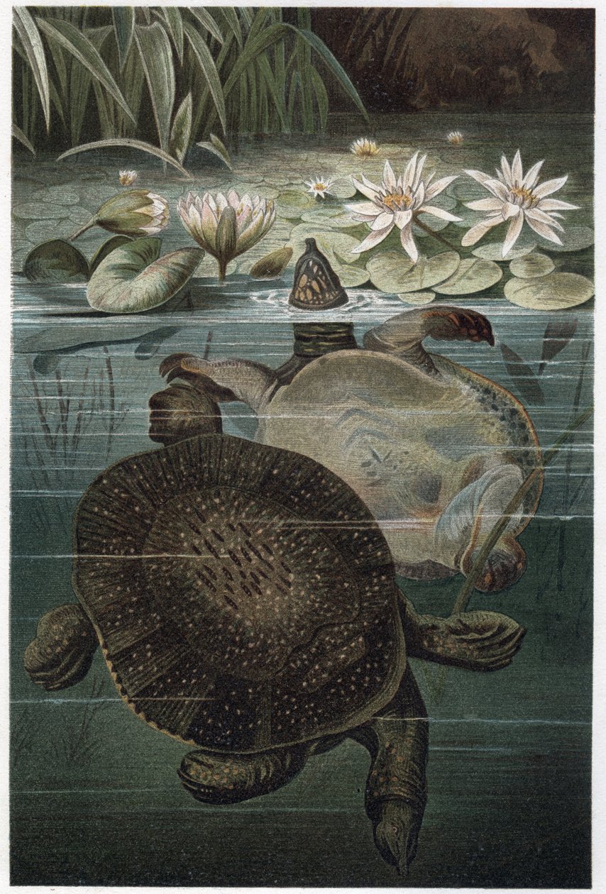 ナイルサシガメ - アフリカサシガメまたはナイルサシガメ（Trionyx triunguis） - Alfred Edmund Brehm (1829-1884) の「Brehm