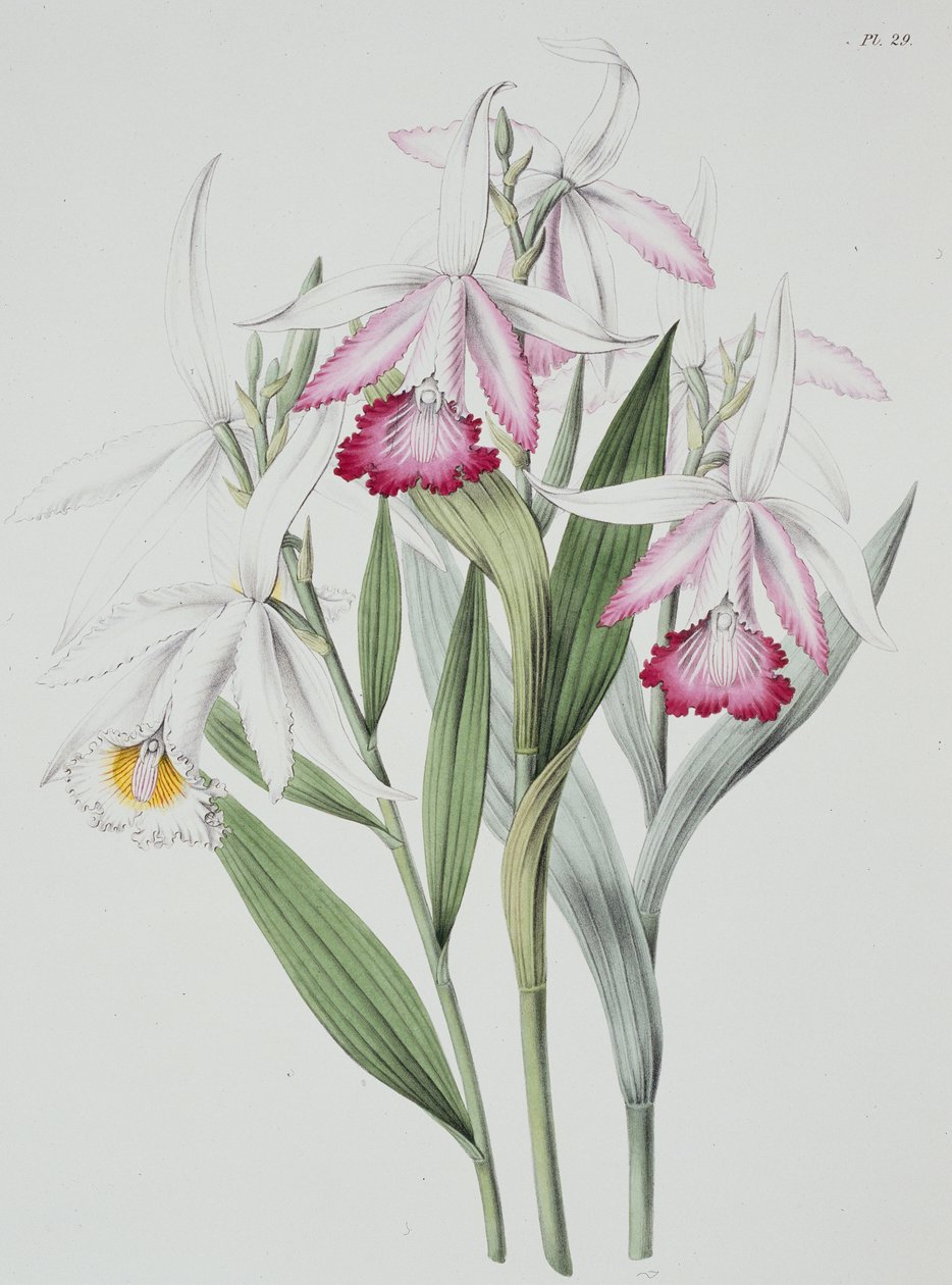 蘭Sobralia liliastrum "Sertum Orchidaceum" より 作： 無名の画家