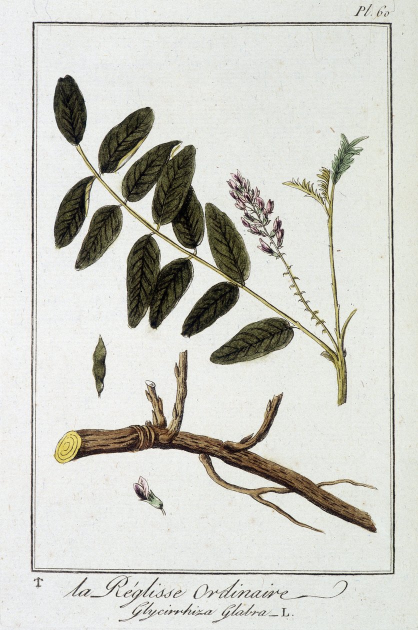 Ordinary liqulisse (Glycirrhiza glabra) - "Exercises de botany à l