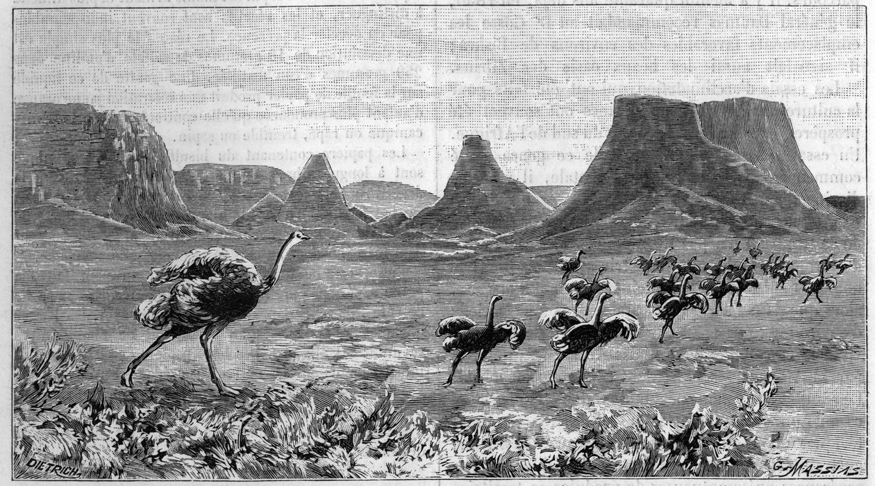 アフリカ南部のダチョウの放し飼い。リヒテンシュタインが1804年に描いた絵を1895年に版画化したもの。 作： 無名の画家