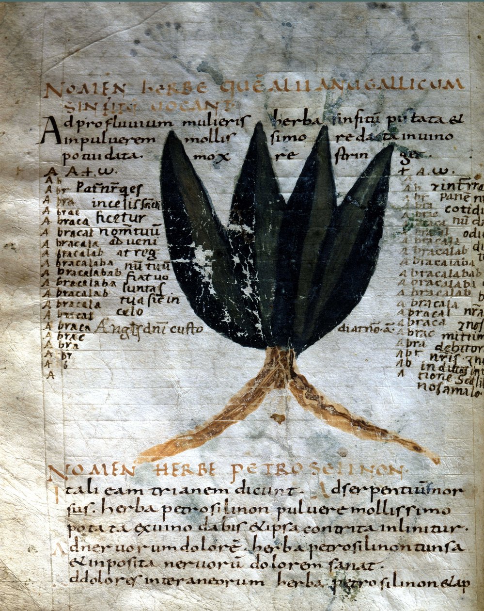 Apulee（Lucius Apuleius）（約125-180）の写本のページ、"De viribus herbarum"、8または9世紀。ルッカ、政府図書館。 作： 無名の画家