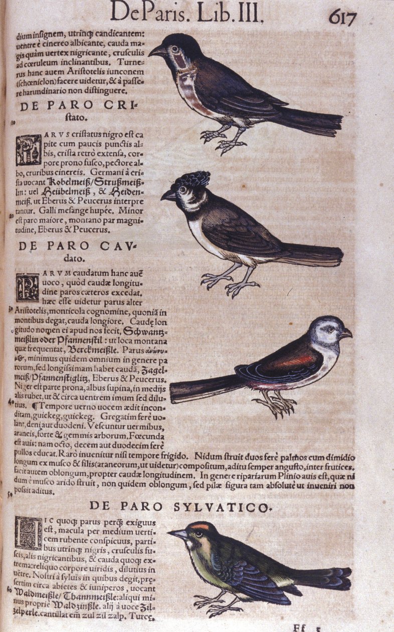 コンラッド・ゲスナー(1516 - 1565)の『動物史』の中のPasserines、Tiguri 作： 無名の画家