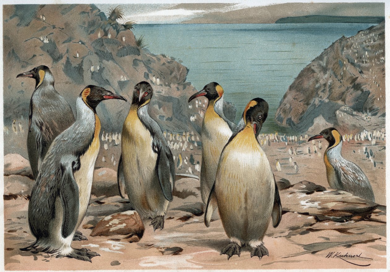 ペンギン...A E ブレム著「動物の一生」（トリノ）より 作： 無名の画家