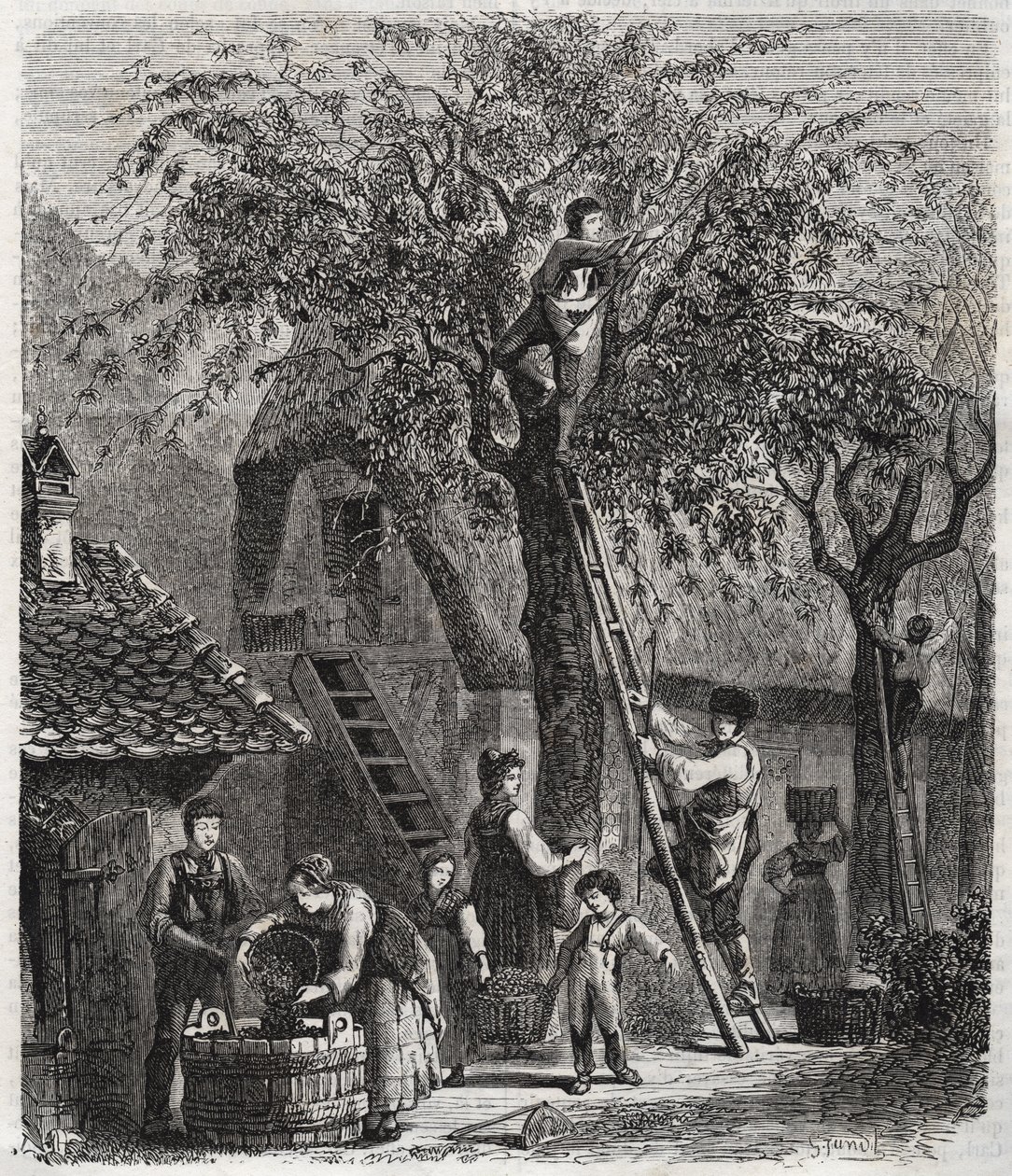 さくらんぼ狩り - 1860年の刻印-。 作： 無名の画家
