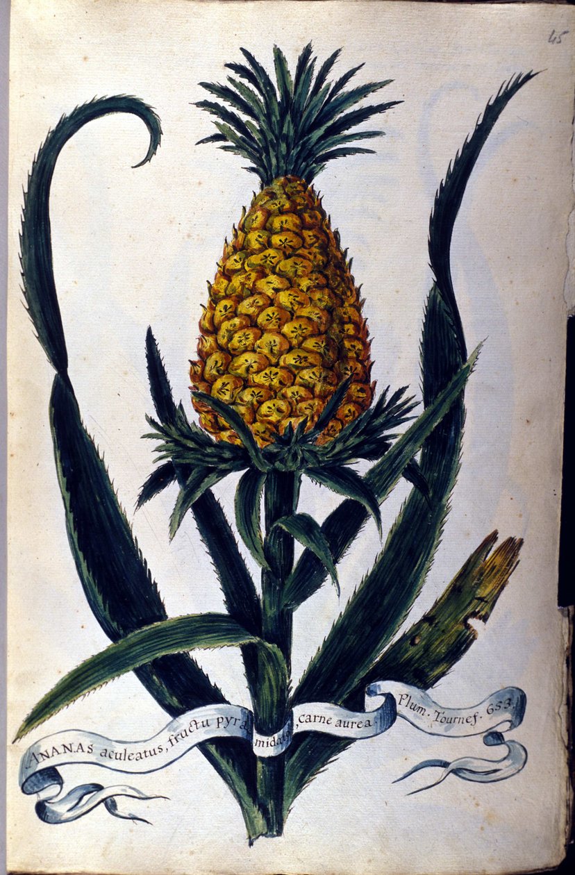 パイナップル。19世紀のボタニカルボード。