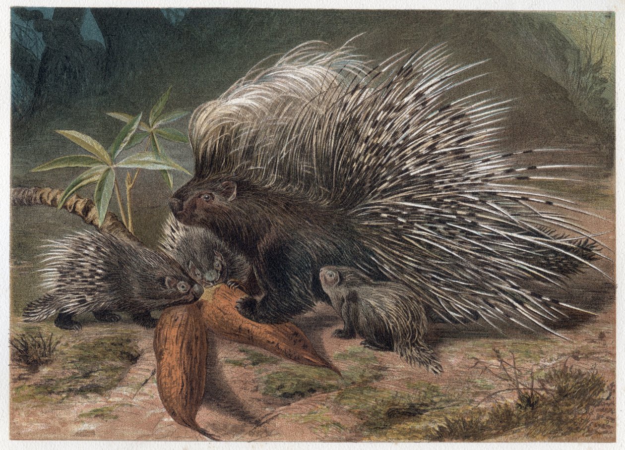 アルフレッド・エドモンド・ブレム（1829-1884）の「ブレムの動物誌」に掲載された彫刻。 作： 無名の画家