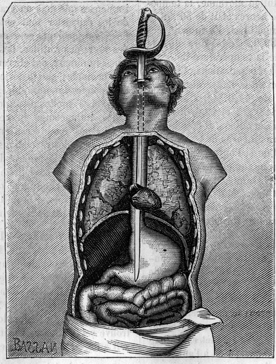 ツバメの体の中で刃が占めている位置。1883年7月21日付の「La Nature: revue des sciences et de leurs applications aux arts et a l