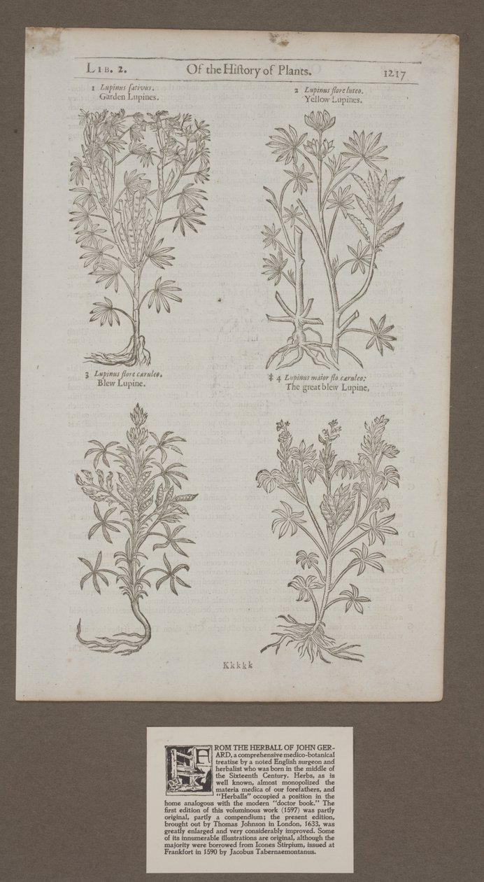 「植物の歴史の、ジョン・ジェラードによるハーブ」から1217ページを印刷 作： 無名の画家