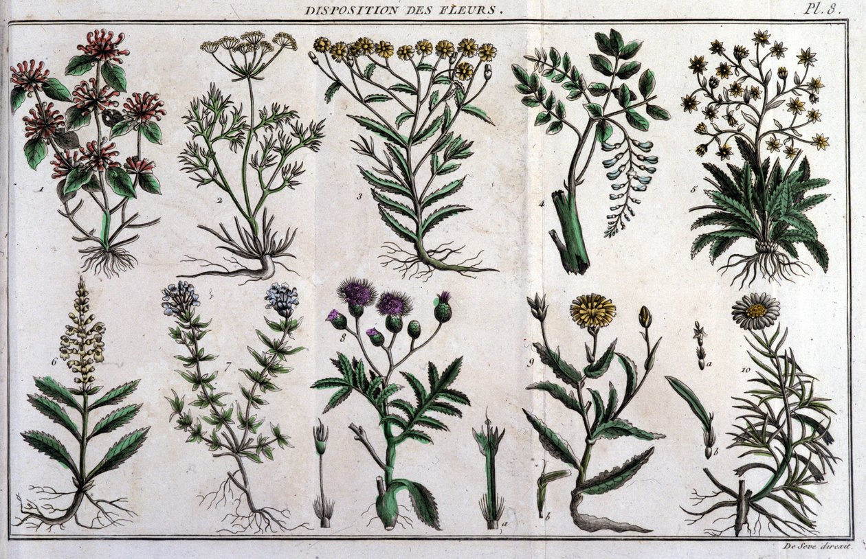 花の提供：「Flora Françoise（フランスに自生するすべての植物の簡単な説明）」では、新しい分析方法に基づいて整理されており、医学的にはあまり正当化されない美徳とその利用法の引用が付け加えられています。 作： 無名の画家