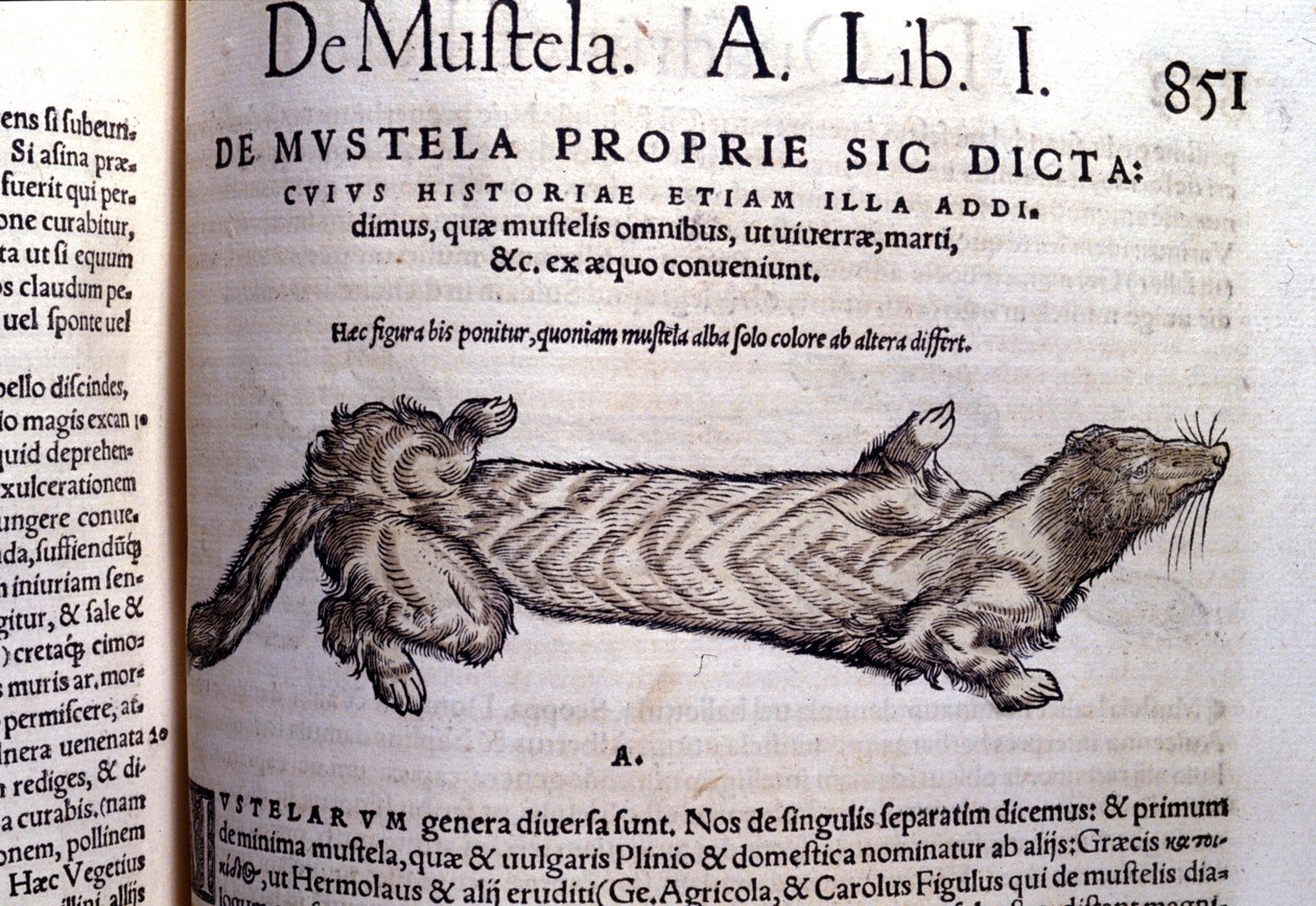 Conrad Gesner (1516 - 1565) の『Historia Animalium』に掲載されている、イタチに関連するムステラ（イタチ科の動物）の表現、Tiguri 作： 無名の画家
