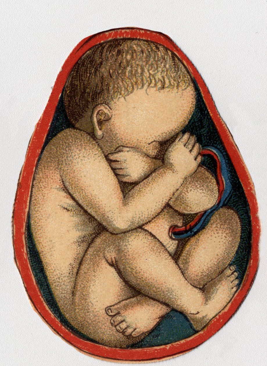 妊娠している子宮を表現したもの。"The new natural medication" by F.E. Bilz.1898. 作： 無名の画家