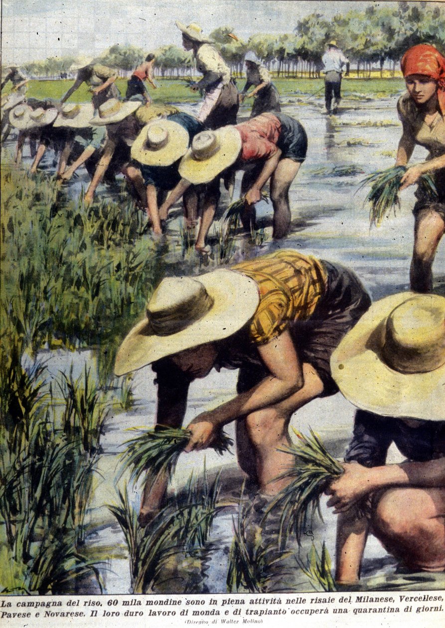 1954年のミラノ周辺での稲の植え替え。 作： 無名の画家