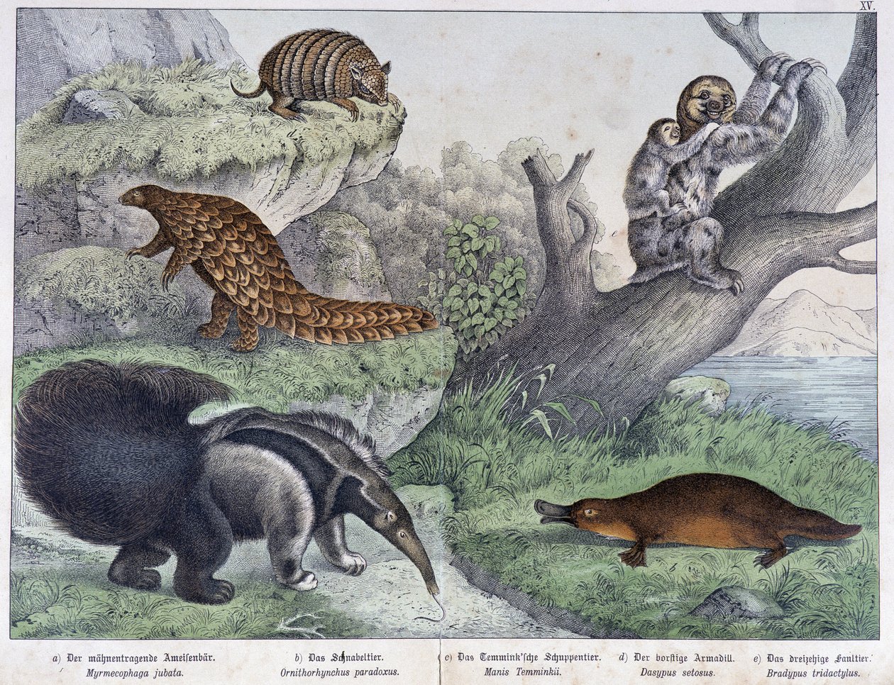 齧歯類。Tatou, lazy, ant - "Natural histories of mammals", ed.シュライバー 作： 無名の画家