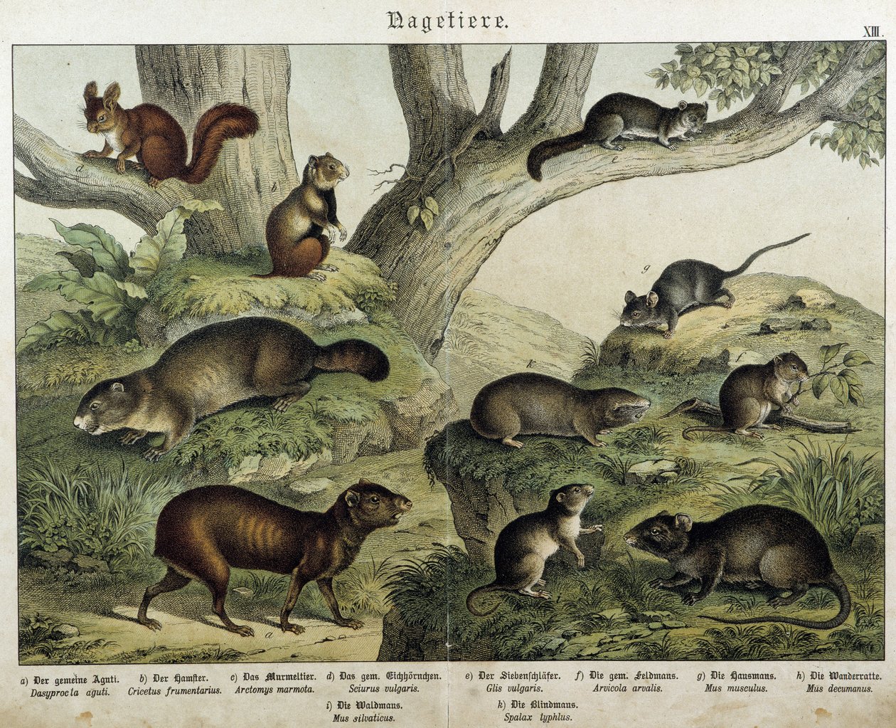 Rodent: squirrel...- 哺乳類の自然史」編ではシュライバー 作： 無名の画家