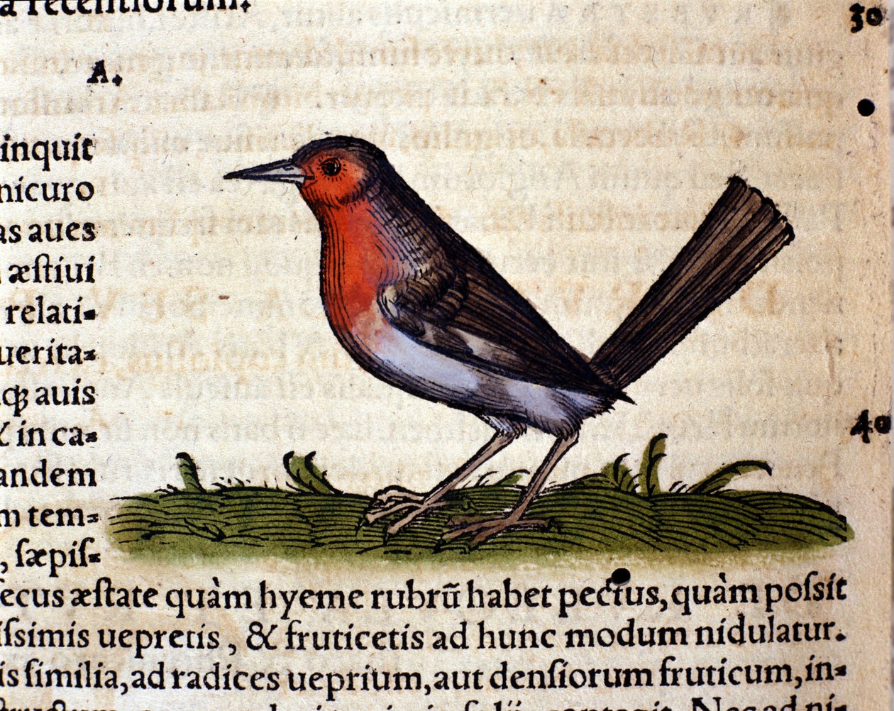 Conrad GesnerのHistoria Animaliumに倣ったルージュ、Tiguri 1560。Braidense国立図書館。ミラノ 作： 無名の画家