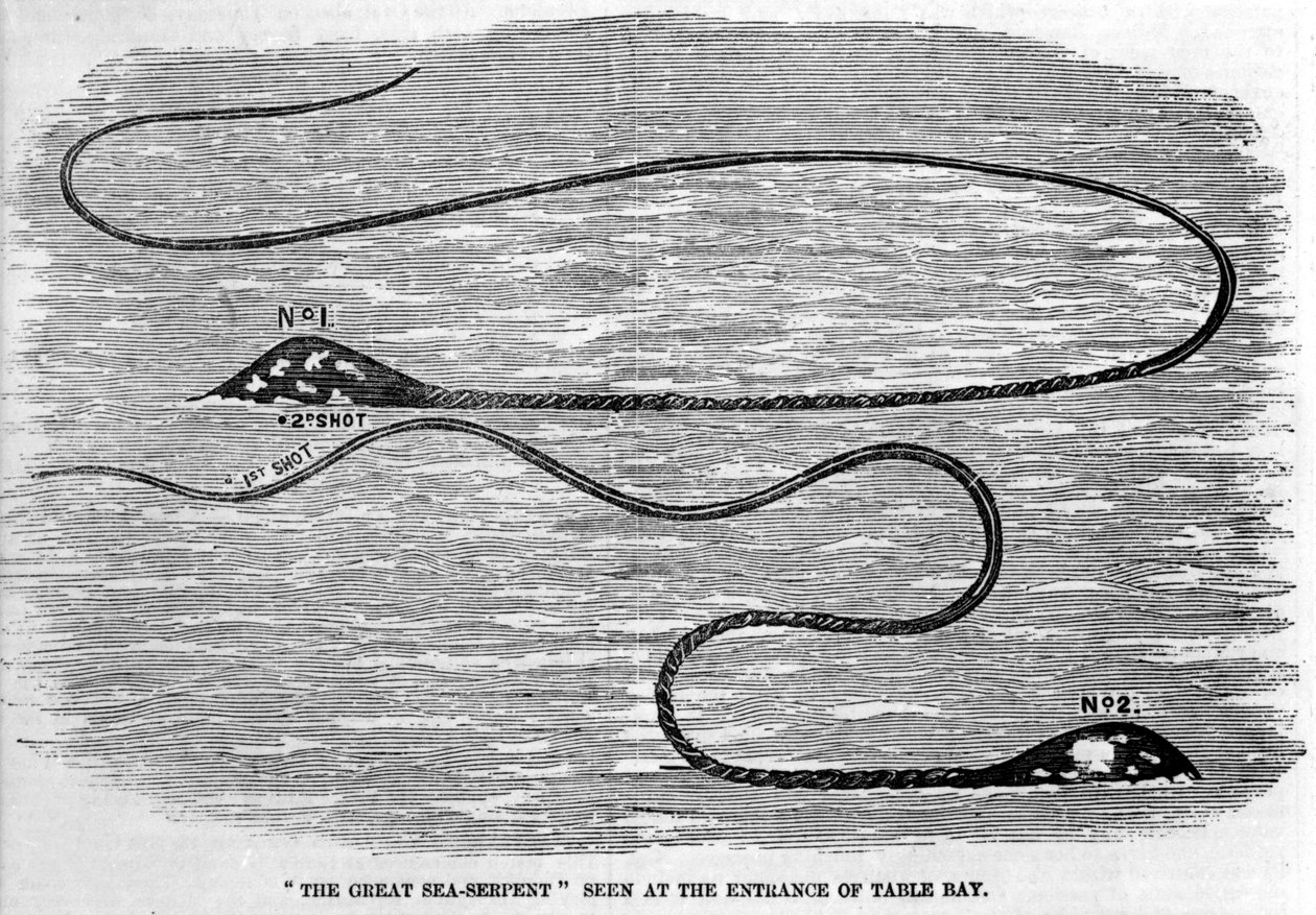 1850年、南アフリカのテーブル・ベイの入り口で目撃されたウミヘビ。頭部と長い尾の形状から、ダイオウイカの2本の触手と思われる。時代のエングレービング。 作： 無名の画家