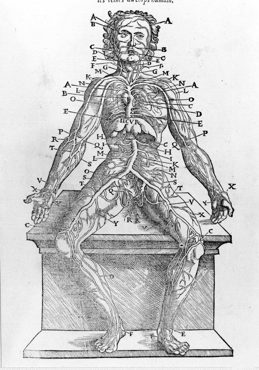1545年にパリで印刷されたW.H.ライフによる人体の断面図 人体のすべて