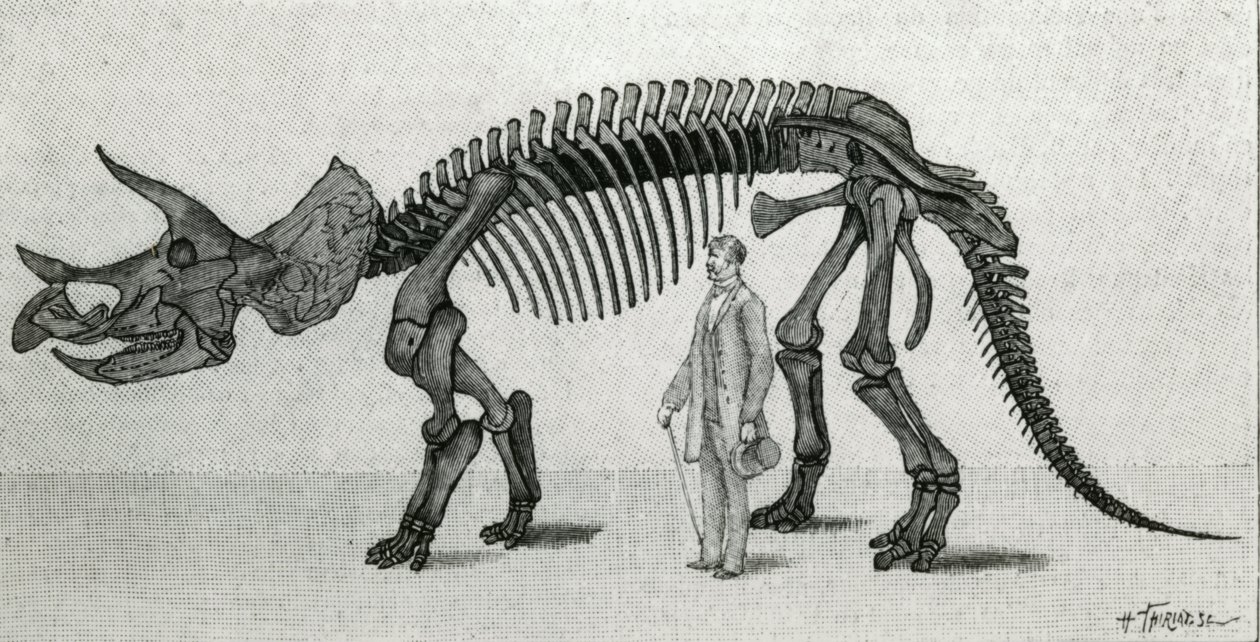 トリケラトプス プロラススの骨格 作： 無名の画家