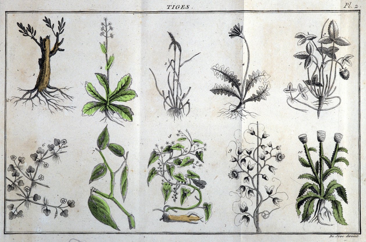茎：Jの「Flora Françoise、またはフランスに自生するすべての植物の簡単な説明。 作： 無名の画家