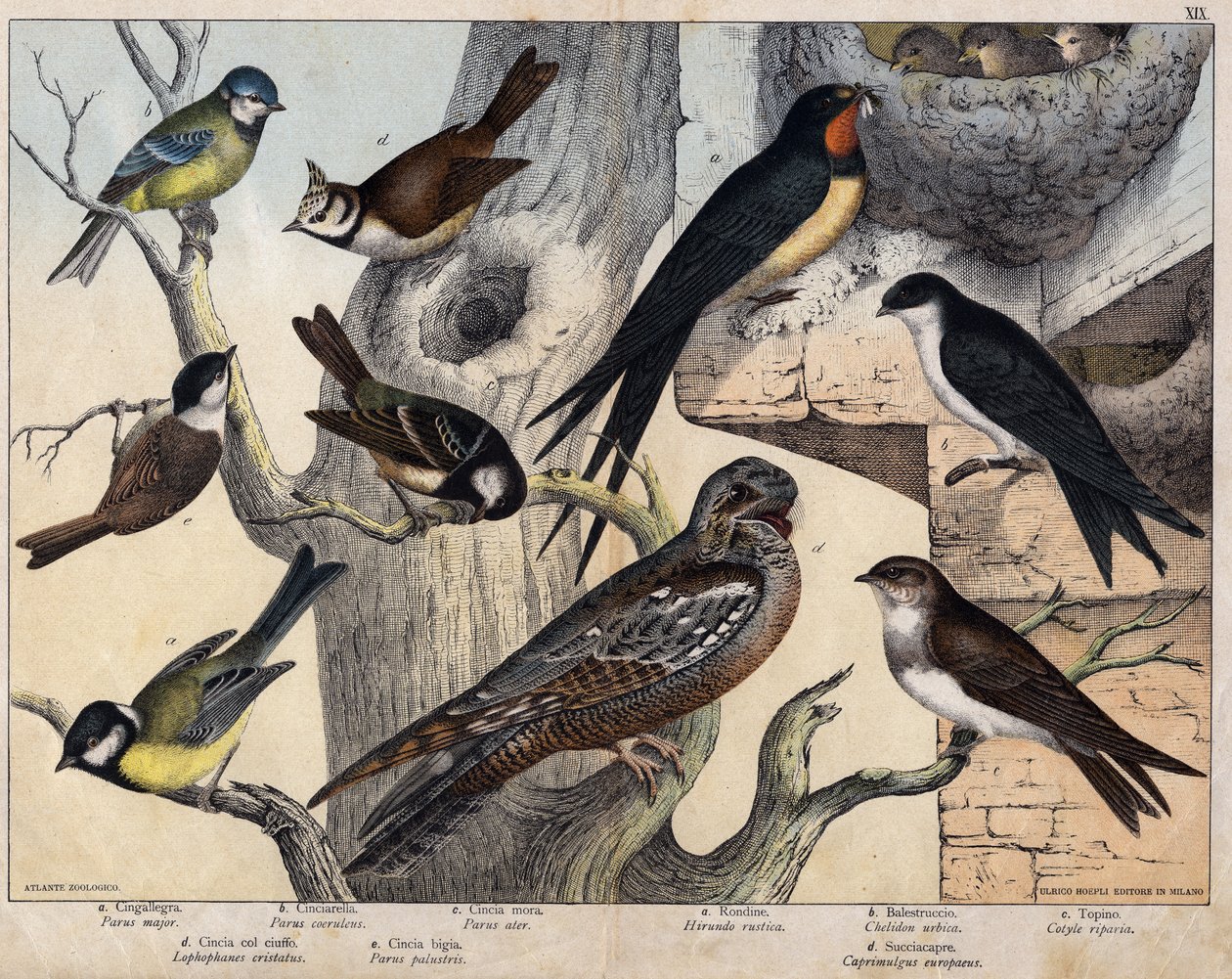 左の5羽の鳥-a:ツバメ（Parus major）、b：アオハウチワワ（Parus coreulus）、c:クロツバメ(Parus ater)、d:黒目（Lopophanes cristatus）、e：黒目（Parus palustris） 右側の4羽- a：素朴なツバメ（Hirondo rustica）、b：ツバメ 作： 無名の画家