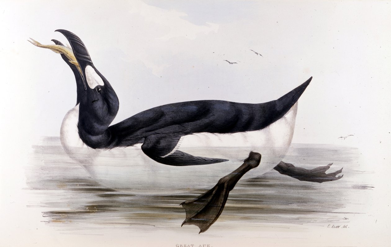 ジャイアントペンギン（Alca Impennis） - ジョン・グールド著『The birds of Europe』（ロンドン）より 作： 無名の画家