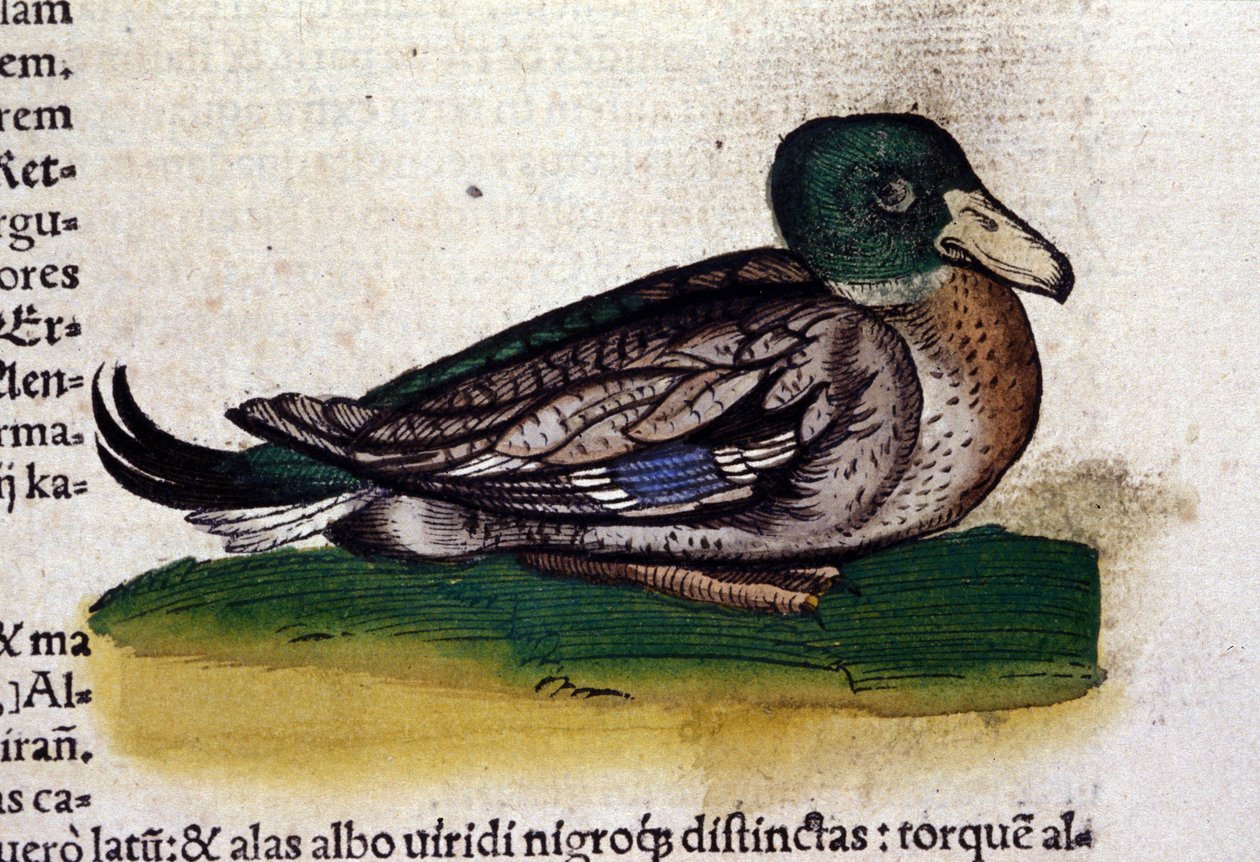 コンラッド・ゲスナー(1516 - 1565)の『動物史』のハール、ティグリ 作： 無名の画家