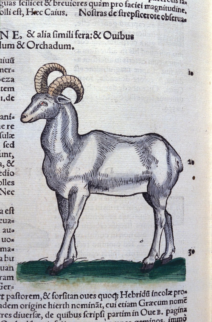 コンラッド・ゲスナー(1516-1565)の『動物史』に登場するアイベックス、ティグリ 作： 無名の画家