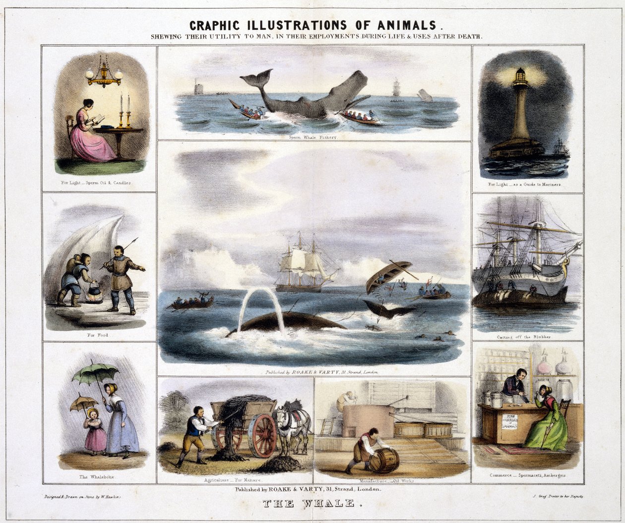 クジラ」1845年頃 作： 無名の画家