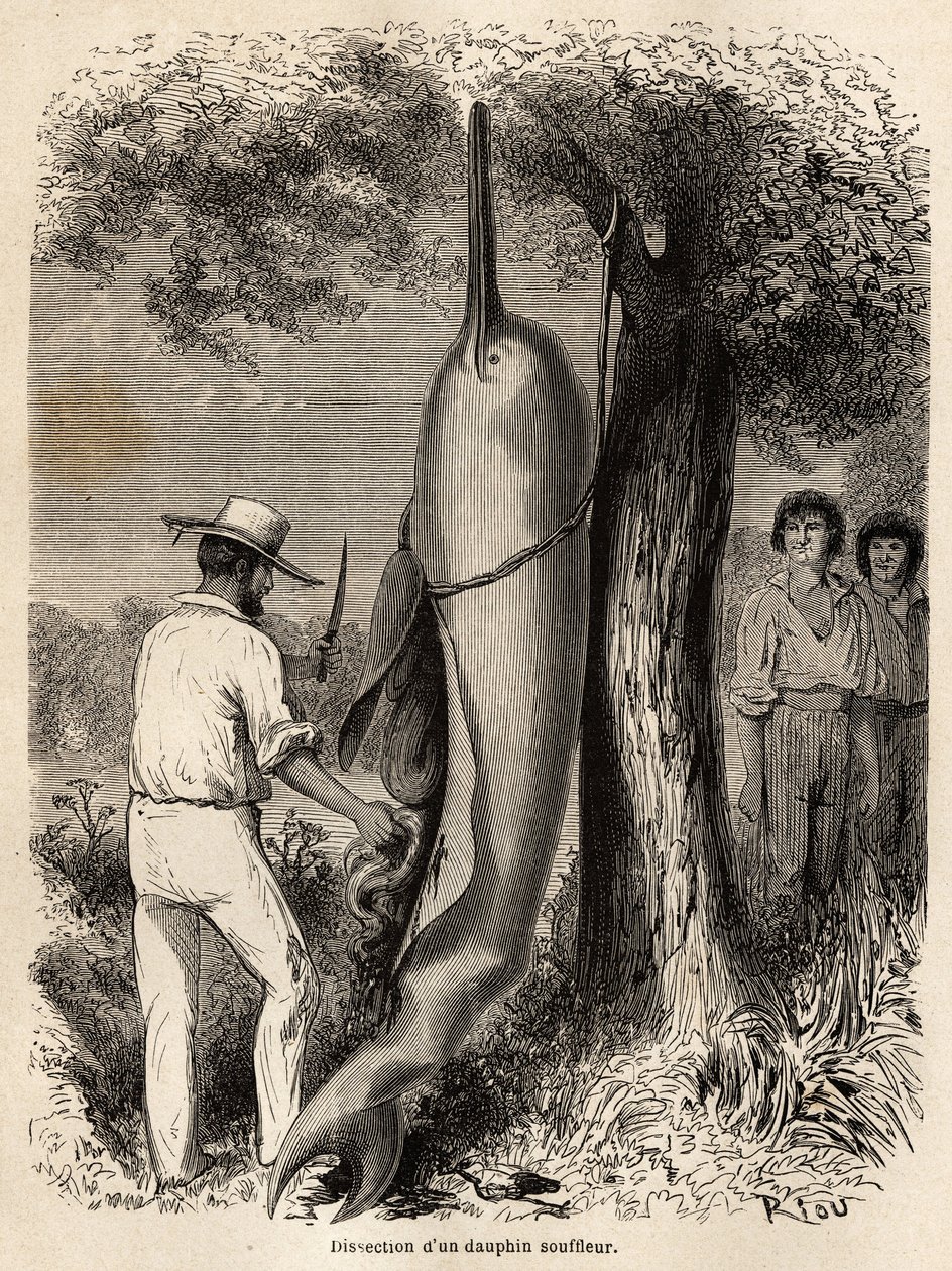 Die Dissektion eines Blasendelfins (Süßwasserdelfin) durch den Autor, beobachtet von zwei Peruanischen Cocama-Indianern, die das Tier harpuniert haben. Gravur zur Illustration der Reise vom Pazifik zum Atlantik durch Südamerika 1848-1860 von Paul Marcoy von Unknown artist