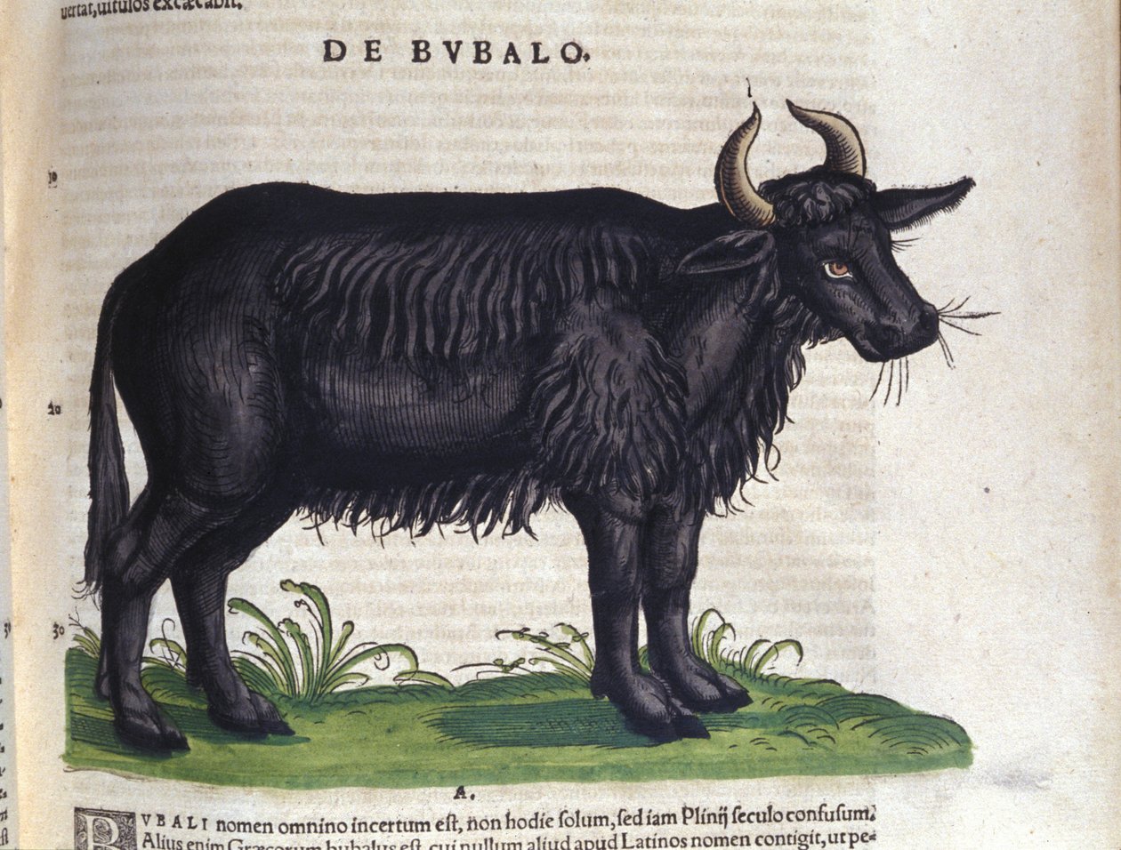 Konrad GesnerのHistoriae animaliumの後の水牛、Tiguri 作： 無名の画家