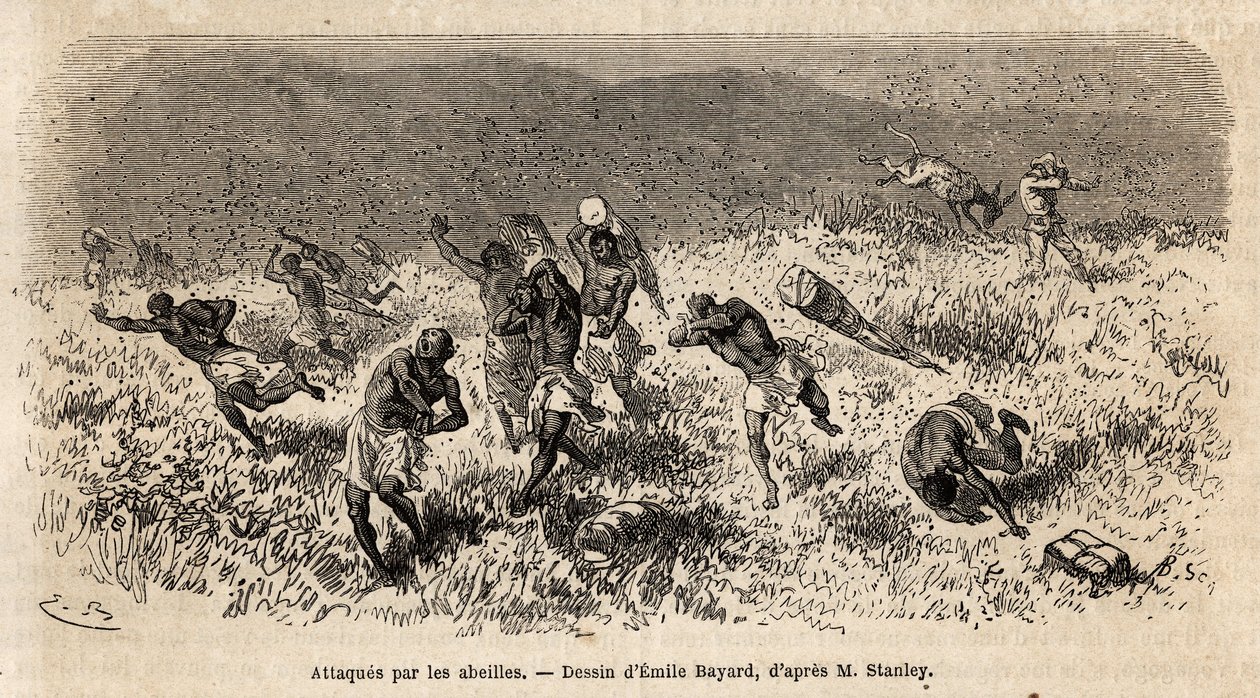 Die Karawane der Träger der Expedition von Henry Morton Stanley (1841-1904) auf der Misonghi-Straße (Ostafrika) wurde von einer Wolke von Bienen angegriffen. Gravur zur Illustration der Reise auf der Suche nach Livingstone in Zentralafrika, von Henry Stanl von Unknown artist