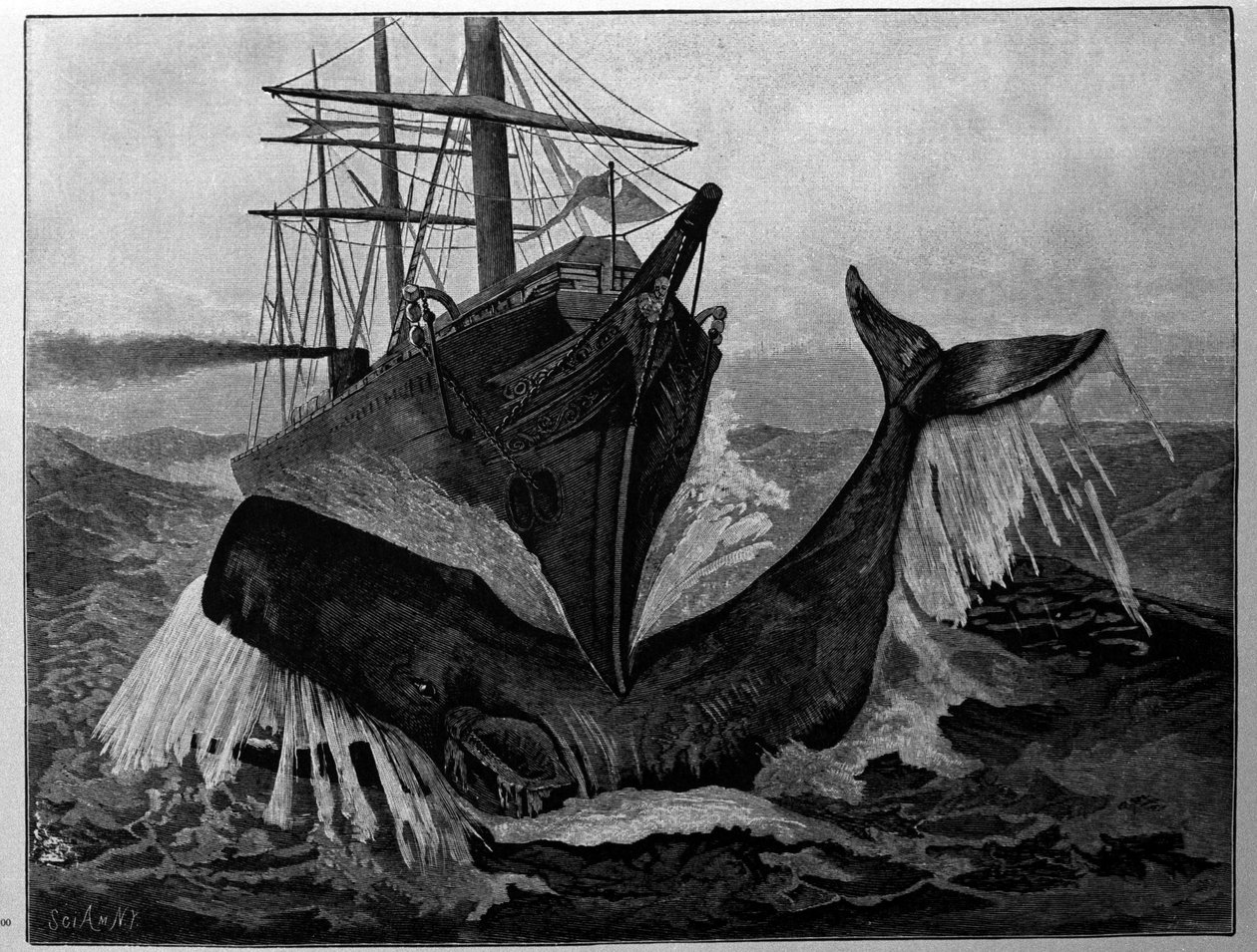 ボートと寝ているクジラの衝突。 作： 無名の画家