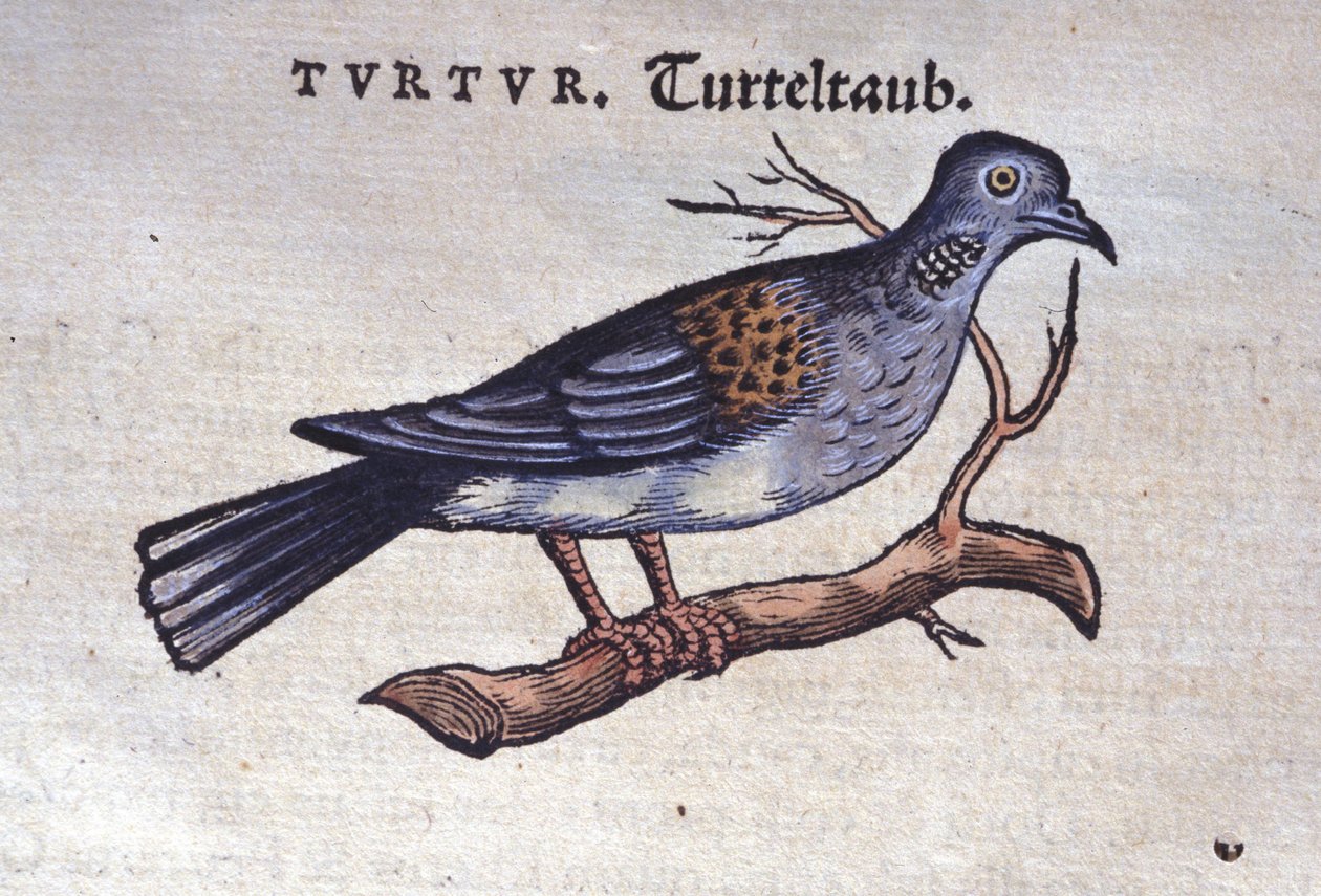 鳩 - Konrad Gesner著『Historiae animalium』（Tiguri）より 作： 無名の画家