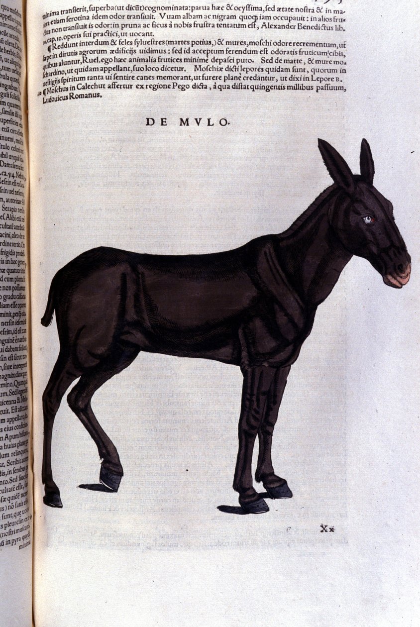 Konrad GesnerのHistoriae animaliumの後のボラ、Tiguri 作： 無名の画家