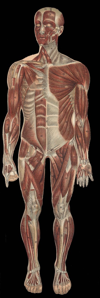 体の前部にある頭部、体幹、四肢の筋肉。F.E.Bilz.1898の "The new natural medication "に掲載されています。 作： 無名の画家