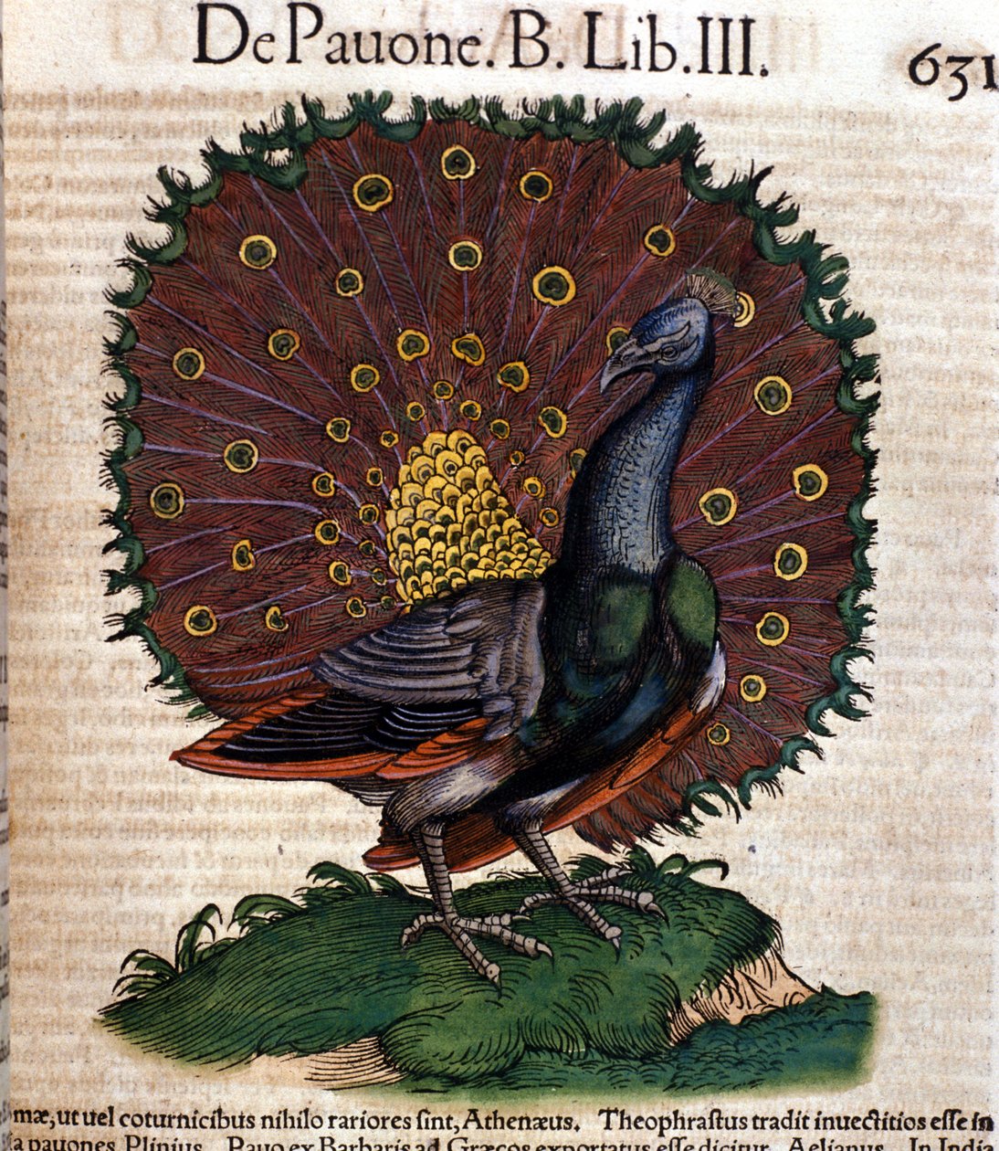 コンラート・ゲスナー作「Historiae animalium」の孔雀、ティグリ 作： 無名の画家