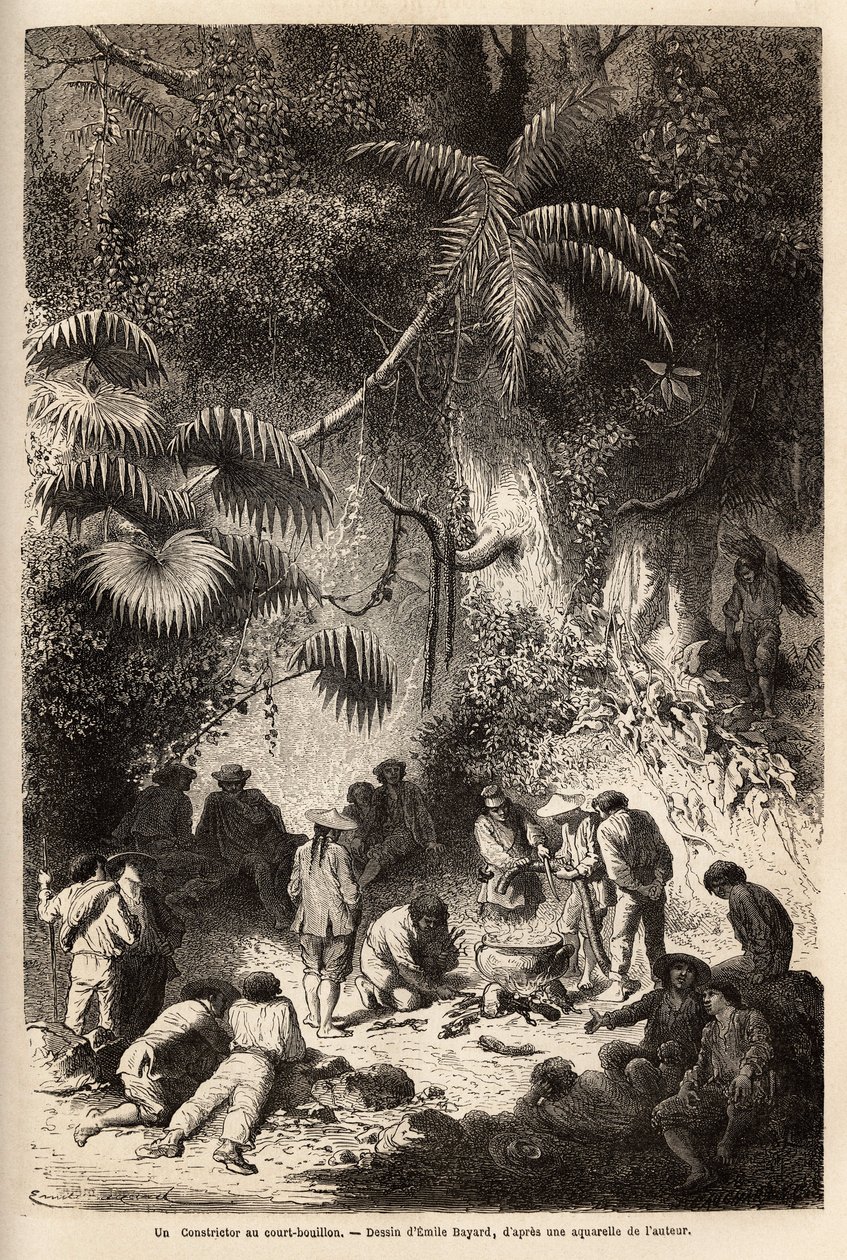 Die Zubereitung einer Mahlzeit im unberührten Wald im Caravaya-Tal (Anden-Kordillere), eine Boa Constrictor mit kurzer Brühe. Gravur zur Illustration der Reise in die Täler von Quinquinas (Peru), von Paul Marcoy, 1849-1861, veröffentlicht in „Le tour du mo von Unknown artist