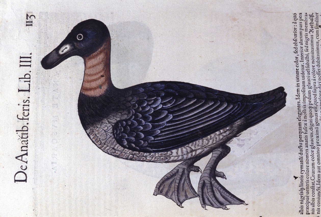 コンラート・ゲスナーのHistoriae animaliumにちなんで、赤首のアヒルがTiguri 作： 無名の画家