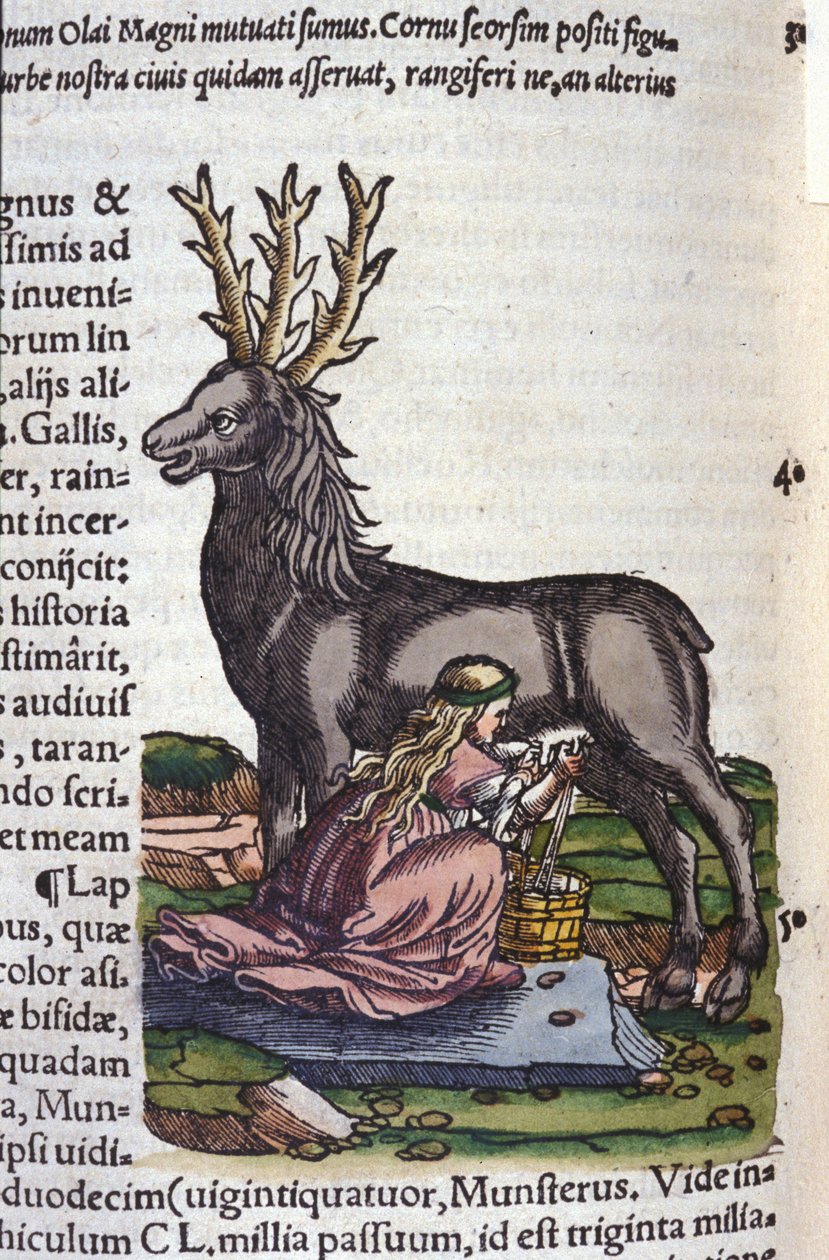 Konrad GesnerのHistoriae animaliumの後のトナカイ貿易、Tiguri 作： 無名の画家