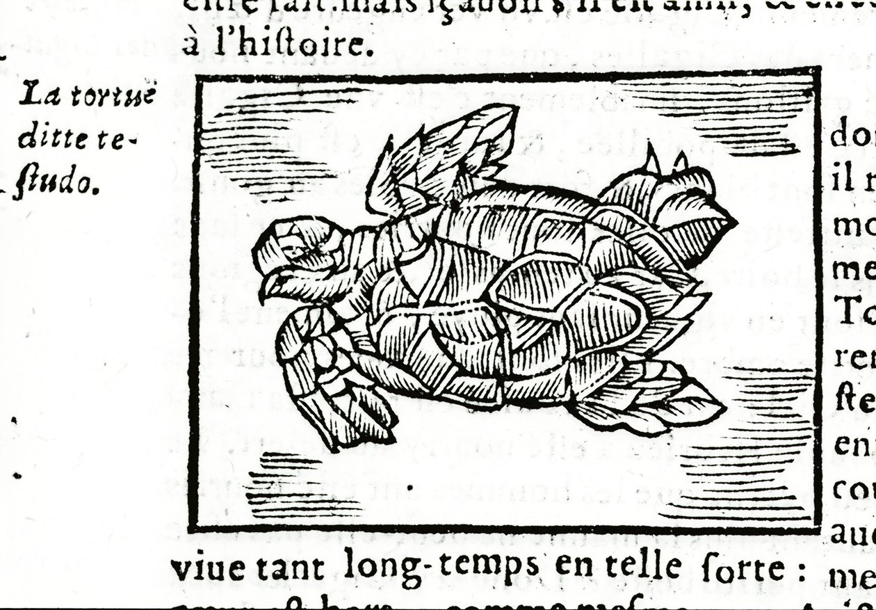 1642年にルーアンで印刷されたGerolamo Cardano (Cardanus Hieronymus) (Cardan)の論文「De la subtlite」を参考にしたウミガメ。 作： 無名の画家
