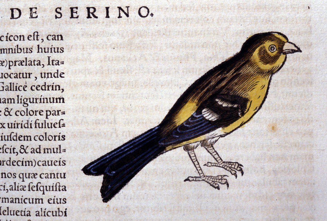 コンラッド・ゲスナーの「Historiae animalium」に掲載されているセリンは、ティグリ 作： 無名の画家