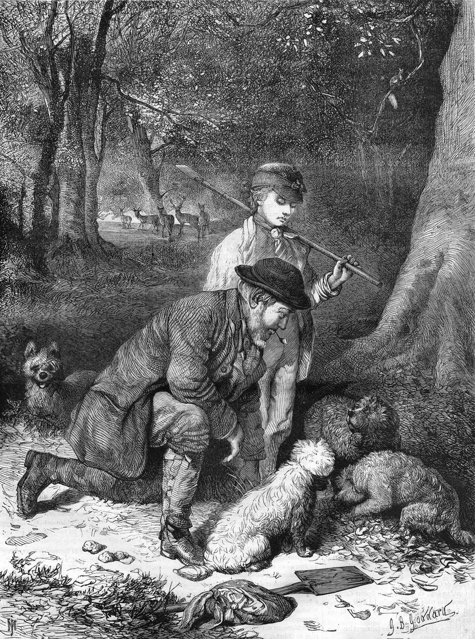 1870年に描かれたトリュフ。 作： 無名の画家