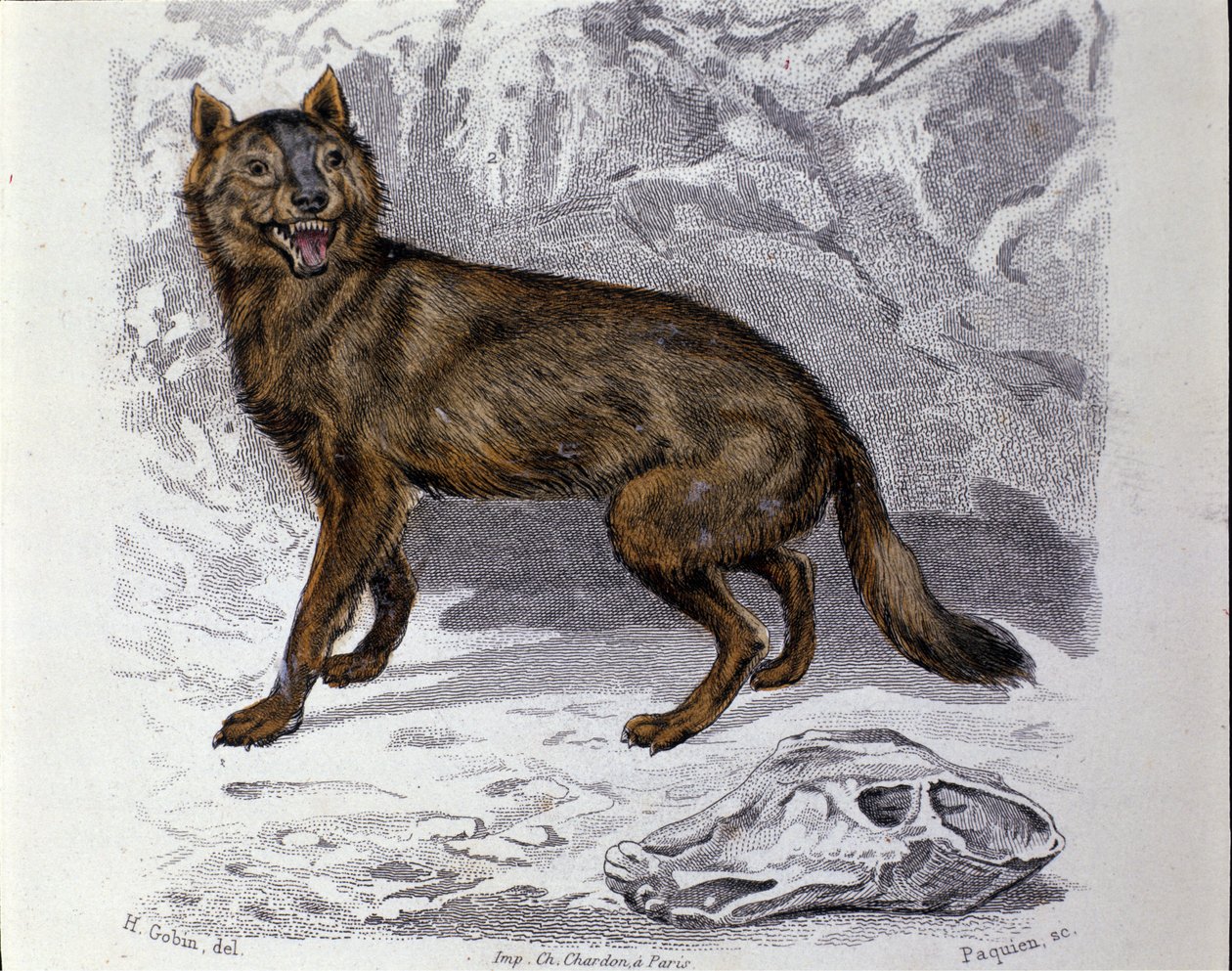 オオカミ。博物学者ビュフォン伯爵ジョルジュ・ルイ・ルクレール（1707-1788）の「ビュフォンの著作」の自然史編からの抜粋。19世紀 作： 無名の画家
