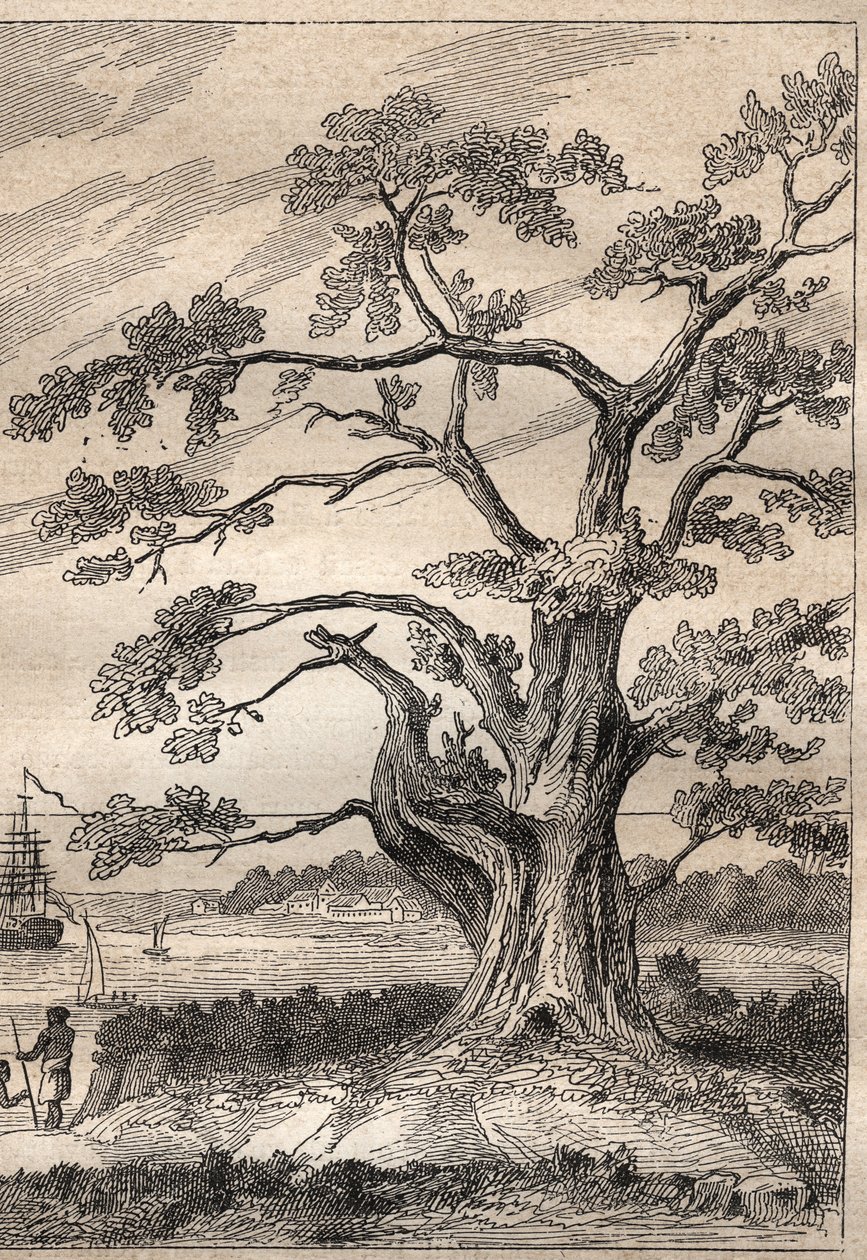 キャプテン・ジェームズ・クック（1728-1779）の第3回航海（1776-1779）：クックが金星の通過を観測した木 - "The Great Mariners of 18th century "から引用したイラスト 作： 無名の画家